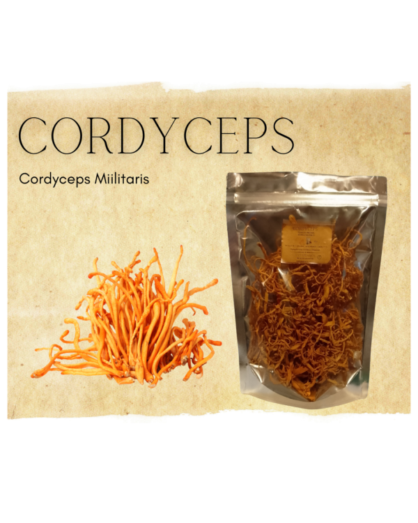 Cordyceps - Hongo entero 50gr