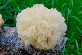 Tremella