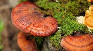 Reishi